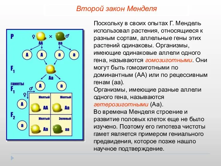 Второй закон Менделя Поскольку в своих опытах Г. Мендель использовал растения,