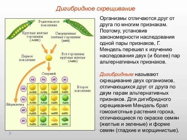 Дигибридное скрещивание Организмы отличаются друг от друга по многим признакам. Поэтому,