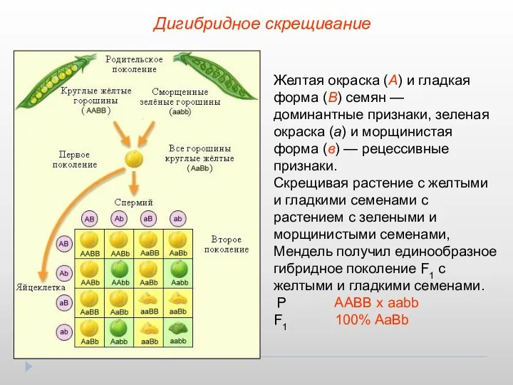 Дигибридное скрещивание Желтая окраска (А) и гладкая форма (В) семян —