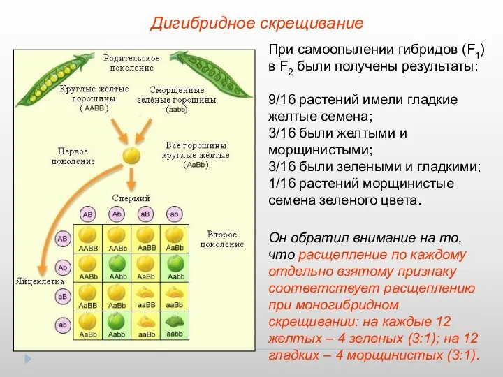 Дигибридное скрещивание При самоопылении гибридов (F1) в F2 были получены результаты: