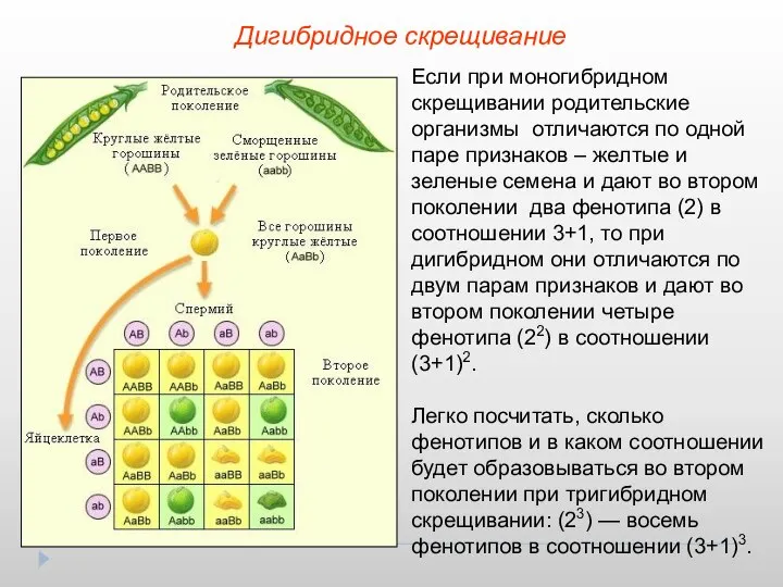 Дигибридное скрещивание Если при моногибридном скрещивании родительские организмы отличаются по одной