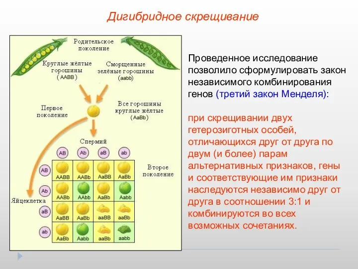 Дигибридное скрещивание Проведенное исследование позволило сформулировать закон независимого комбинирования генов (третий