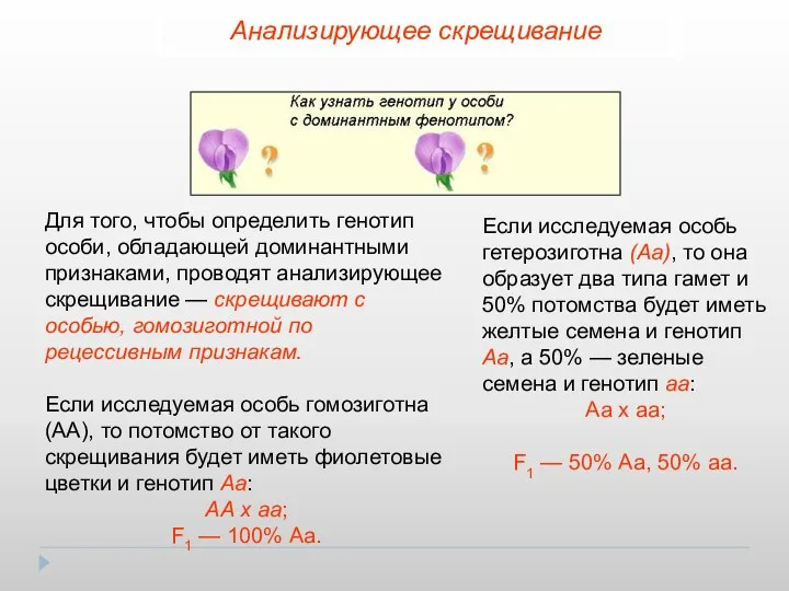 Анализирующее скрещивание Для того, чтобы определить генотип особи, обладающей доминантными признаками,