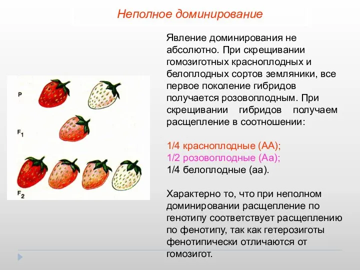 Неполное доминирование Явление доминирования не абсолютно. При скрещивании гомозиготных красноплодных и