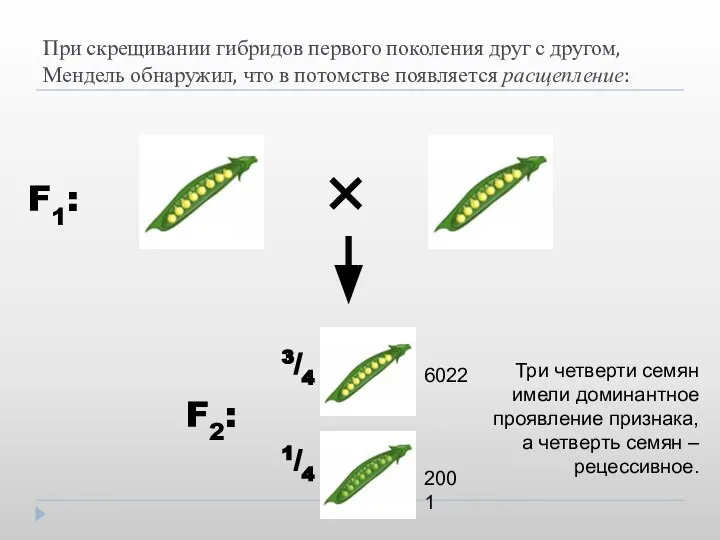 При скрещивании гибридов первого поколения друг с другом, Мендель обнаружил, что