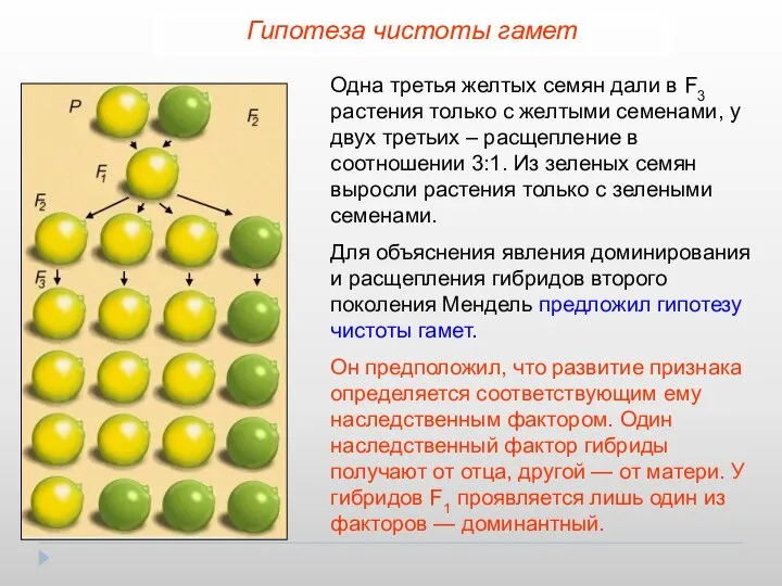 Гипотеза чистоты гамет Одна третья желтых семян дали в F3 растения