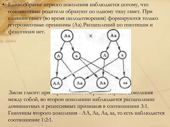 Единообразие первого поколения наблюдается потому, что гомозиготные родители образуют по одному