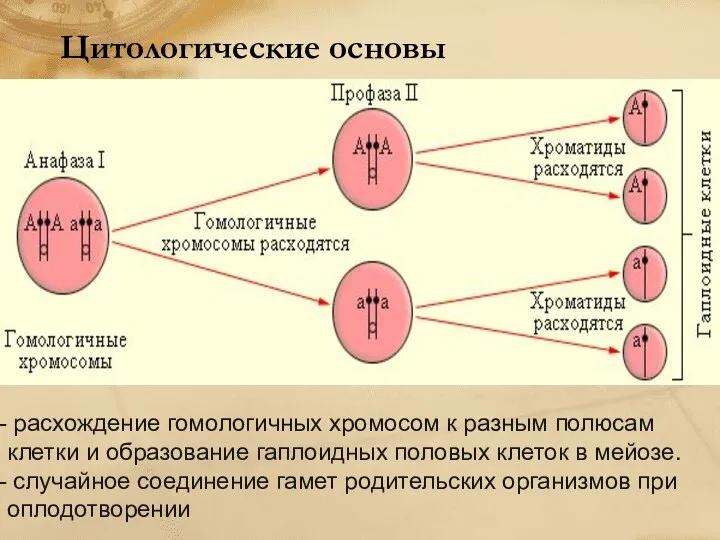 Цитологические основы расхождение гомологичных хромосом к разным полюсам клетки и образование