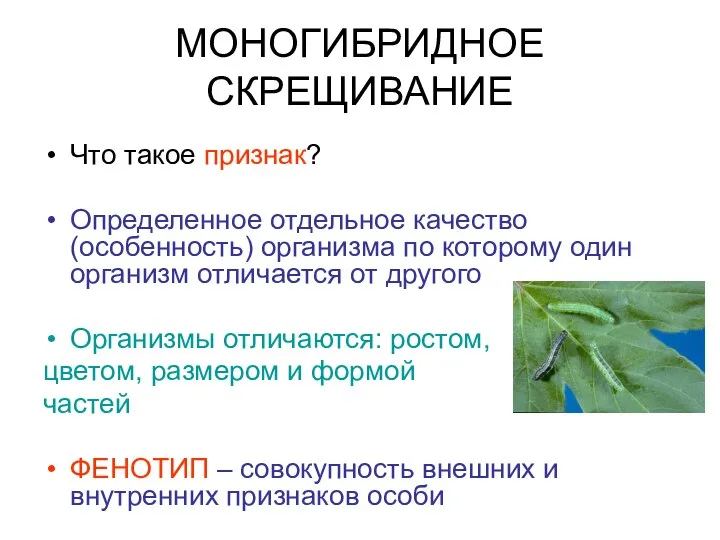 МОНОГИБРИДНОЕ СКРЕЩИВАНИЕ Что такое признак? Определенное отдельное качество (особенность) организма по