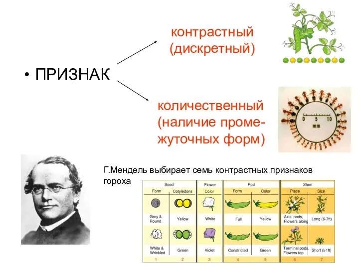 контрастный (дискретный) ПРИЗНАК количественный (наличие проме- жуточных форм) Г.Мендель выбирает семь контрастных признаков гороха