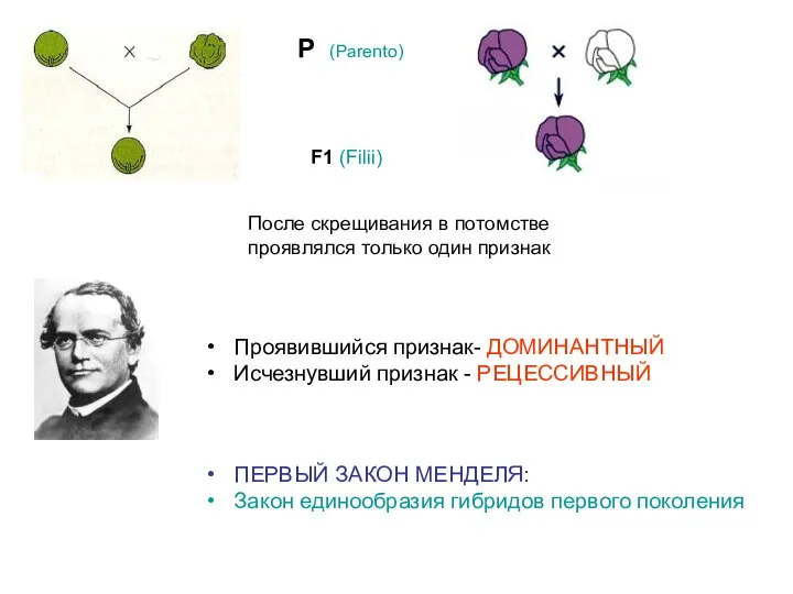 После скрещивания в потомстве проявлялся только один признак Проявившийся признак- ДОМИНАНТНЫЙ