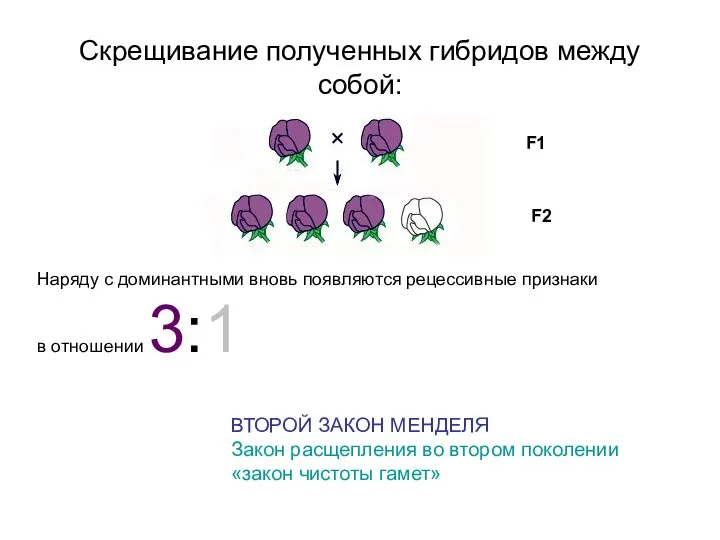 Скрещивание полученных гибридов между собой: Наряду с доминантными вновь появляются рецессивные