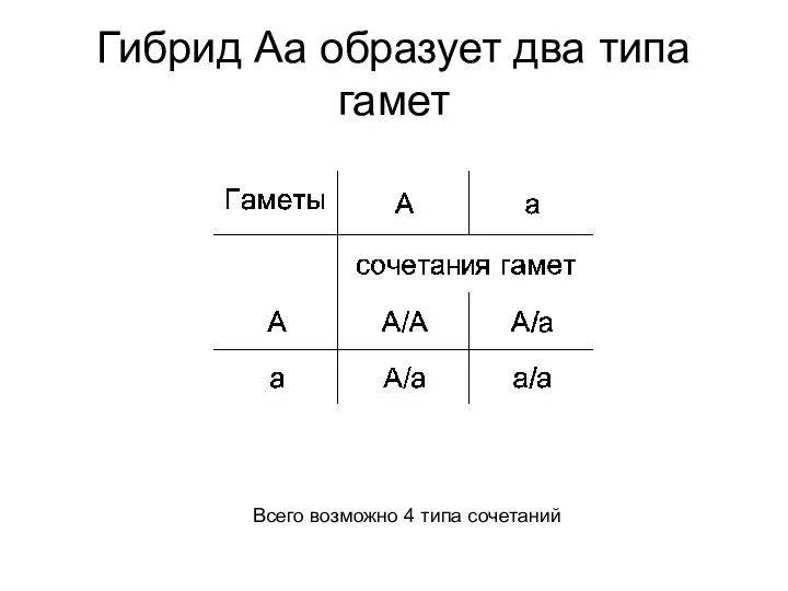 Гибрид Аа образует два типа гамет Всего возможно 4 типа сочетаний