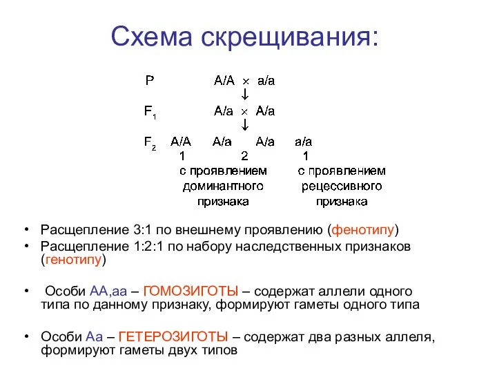 Схема скрещивания: Расщепление 3:1 по внешнему проявлению (фенотипу) Расщепление 1:2:1 по