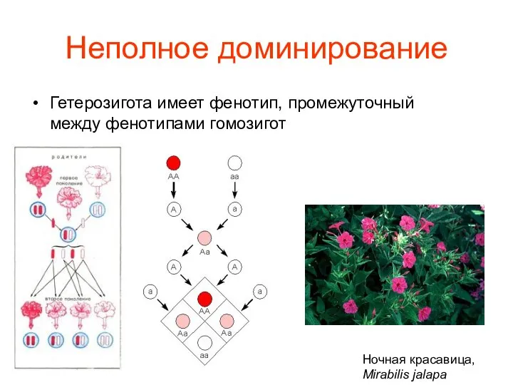 Неполное доминирование Гетерозигота имеет фенотип, промежуточный между фенотипами гомозигот Ночная красавица, Mirabilis jalapa