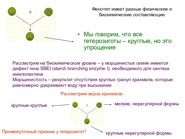 Фенотип имеет разные физические и биохимические составляющие Мы говорим, что все