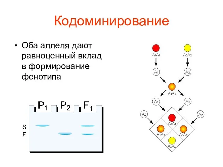 Кодоминирование Оба аллеля дают равноценный вклад в формирование фенотипа