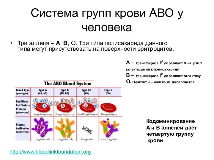 Система групп крови АВО у человека Три аллеля – А, В,