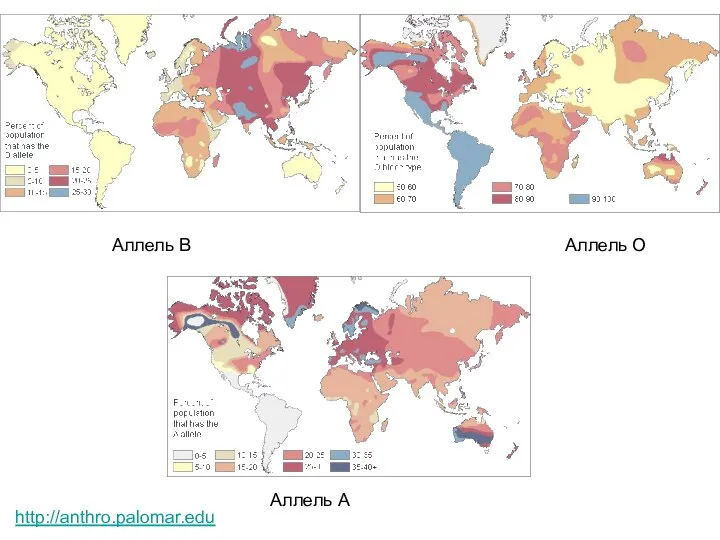 Аллель А Аллель В Аллель О http://anthro.palomar.edu