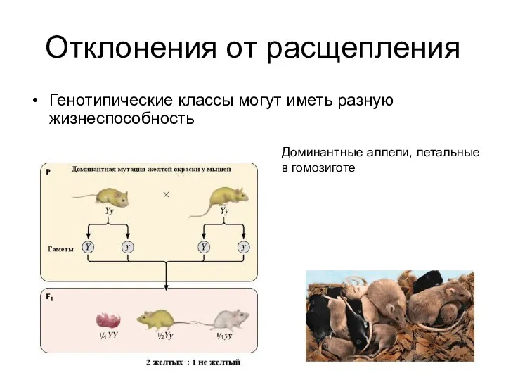 Отклонения от расщепления Генотипические классы могут иметь разную жизнеспособность Доминантные аллели, летальные в гомозиготе