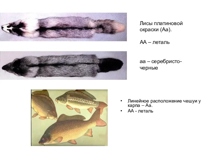 Лисы платиновой окраски (Аа). АА – леталь аа – серебристо-черные Линейное