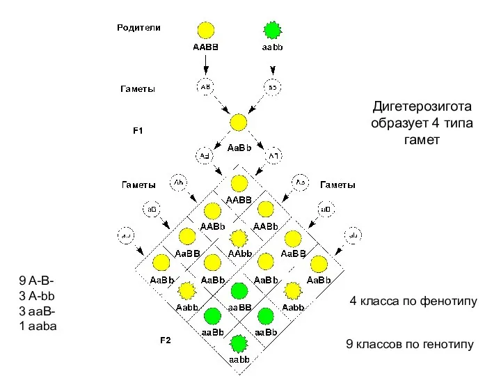 Дигетерозигота образует 4 типа гамет 4 класса по фенотипу 9 классов