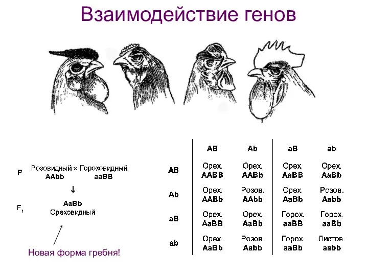 Взаимодействие генов Новая форма гребня!