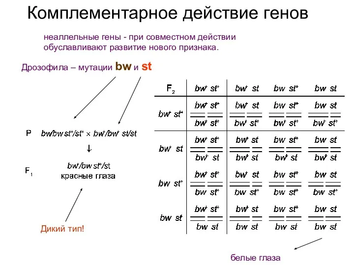 Комплементарное действие генов неаллельные гены - при совместном действии обуславливают развитие