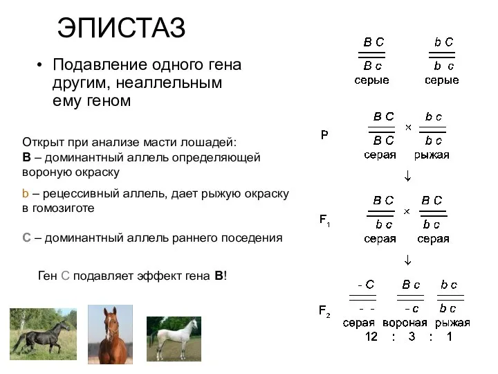 ЭПИСТАЗ Подавление одного гена другим, неаллельным ему геном Открыт при анализе