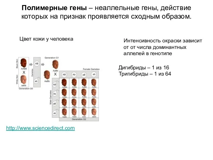 Полимерные гены – неаллельные гены, действие которых на признак проявляется сходным