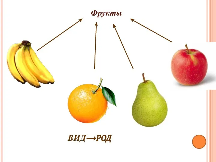 Фрукты ВИД⟶РОД