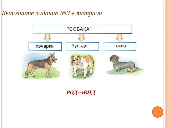 Выполните задание №3 в тетради РОД⟶ВИД