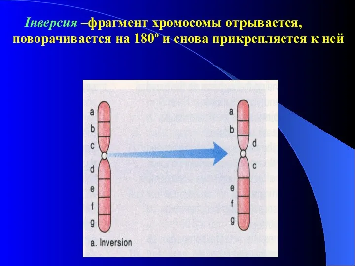 Інверсия –фрагмент хромосомы отрывается, поворачивается на 180º и снова прикрепляется к ней