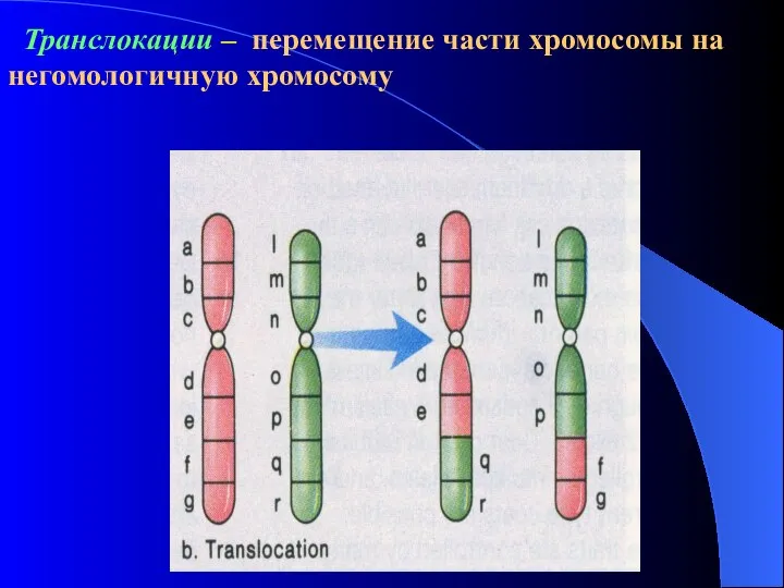 Транслокации – перемещение части хромосомы на негомологичную хромосому