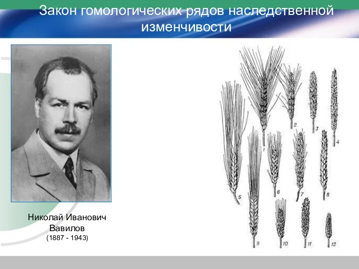 Николай Иванович Вавилов (1887 - 1943) Закон гомологических рядов наследственной изменчивости
