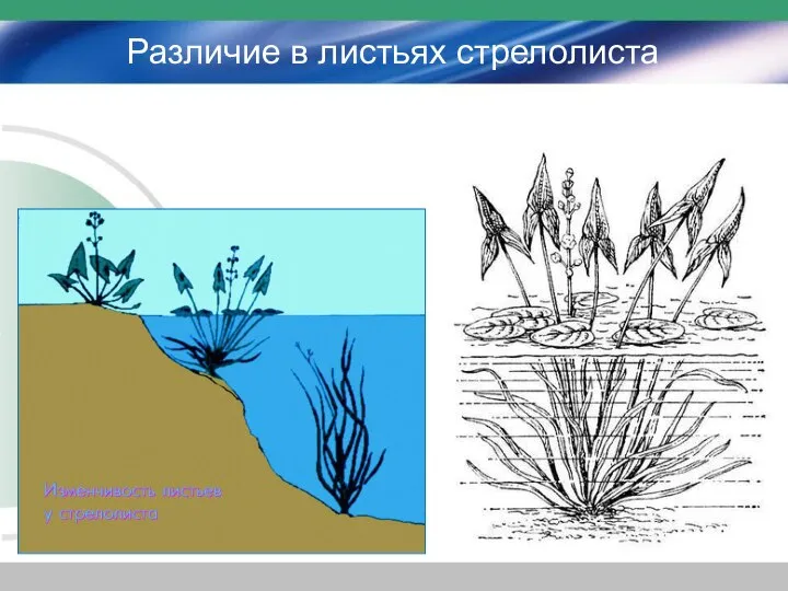 Различие в листьях стрелолиста