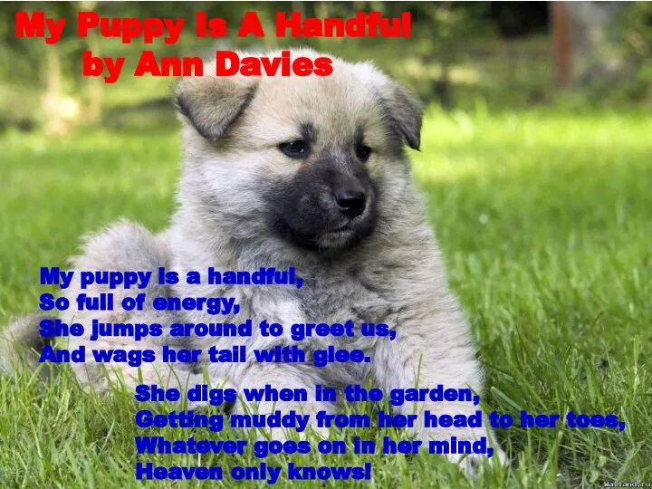 My Puppy Is A Handful by Ann Davies My puppy is