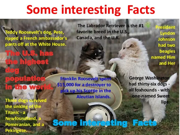 The U.S. has the highest dog population in the world. Teddy