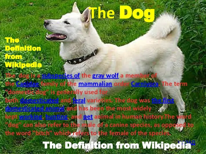 The dog is a subspecies of the gray wolf a member