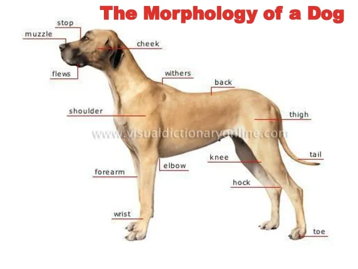 The Morphology of a Dog