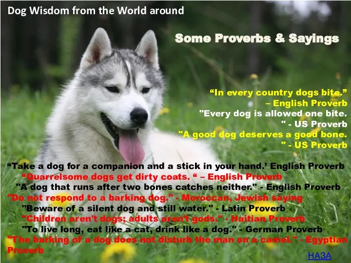 Dog Wisdom from the World around Some Proverbs & Sayings “In