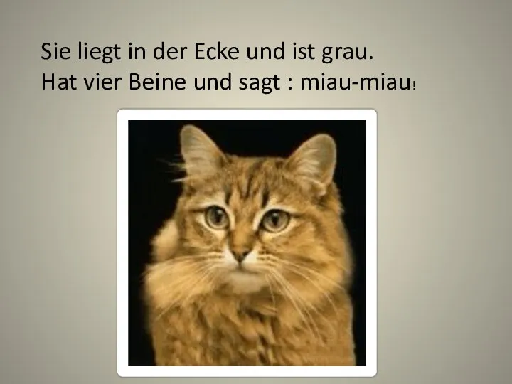 Sie liegt in der Ecke und ist grau. Hat vier Beine und sagt : miau-miau!