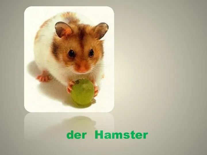 der Hamster