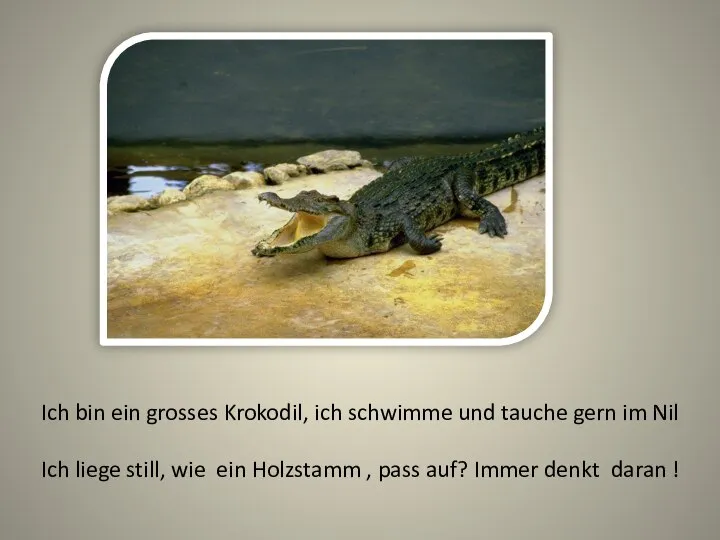 Ich bin ein grosses Krokodil, ich schwimme und tauche gern im