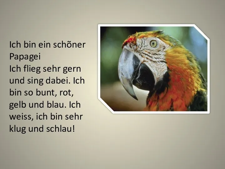 Ich bin ein schõner Papagei Ich flieg sehr gern und sing