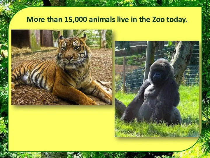 More than 15,000 animals live in the Zoo today.