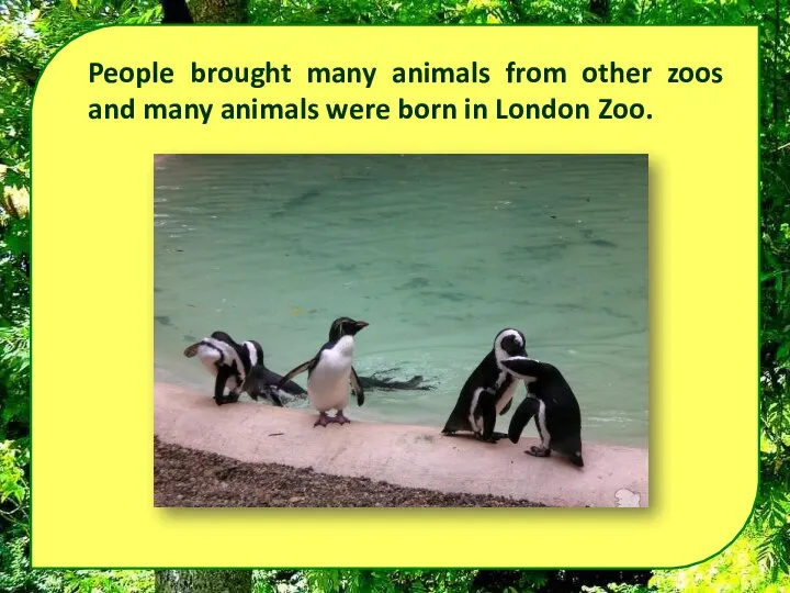 People brought many animals from other zoos and many animals were born in London Zoo.