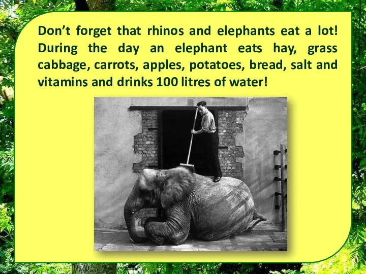 Don’t forget that rhinos and elephants eat a lot! During the