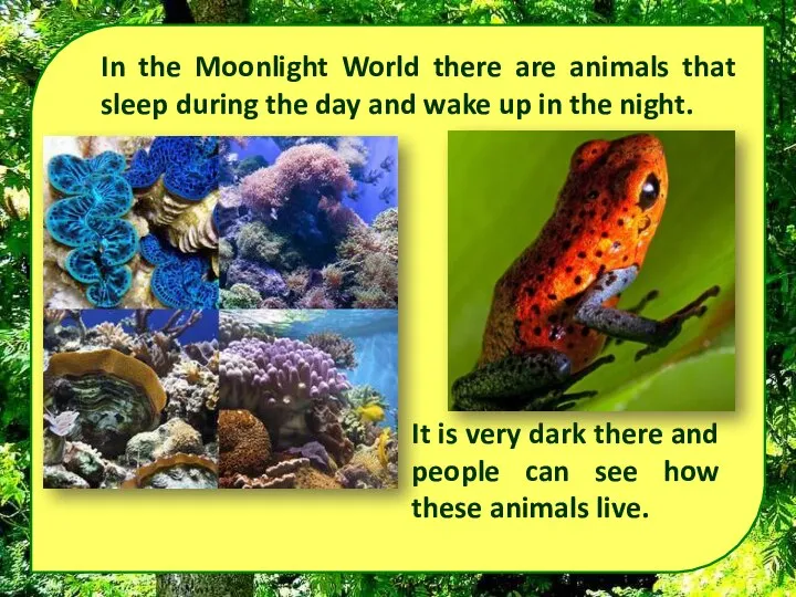 In the Moonlight World there are animals that sleep during the