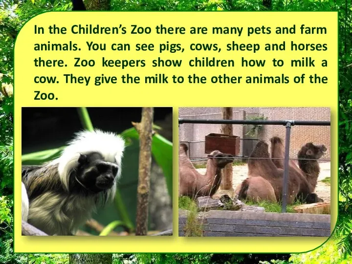 In the Children’s Zoo there are many pets and farm animals.